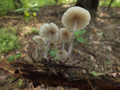 Mycena zephirus