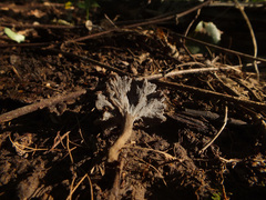 Craterellus subundulatus