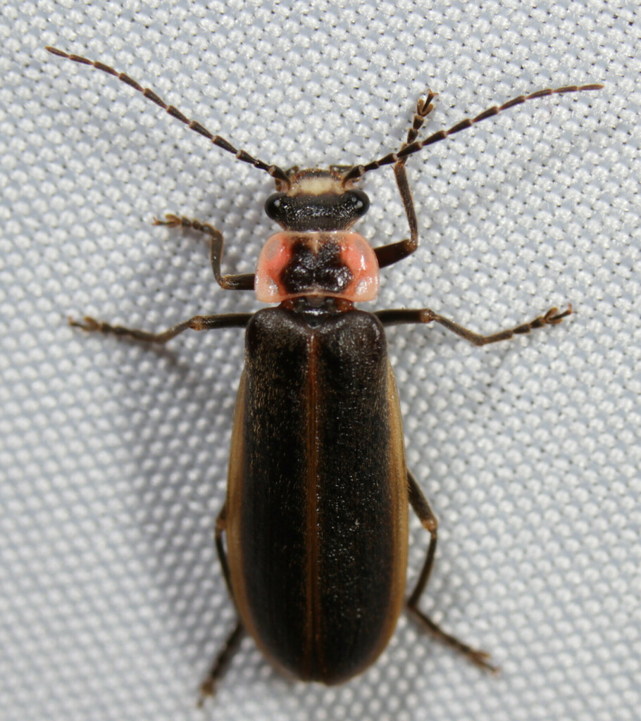 Short-collared Soldier Beetle