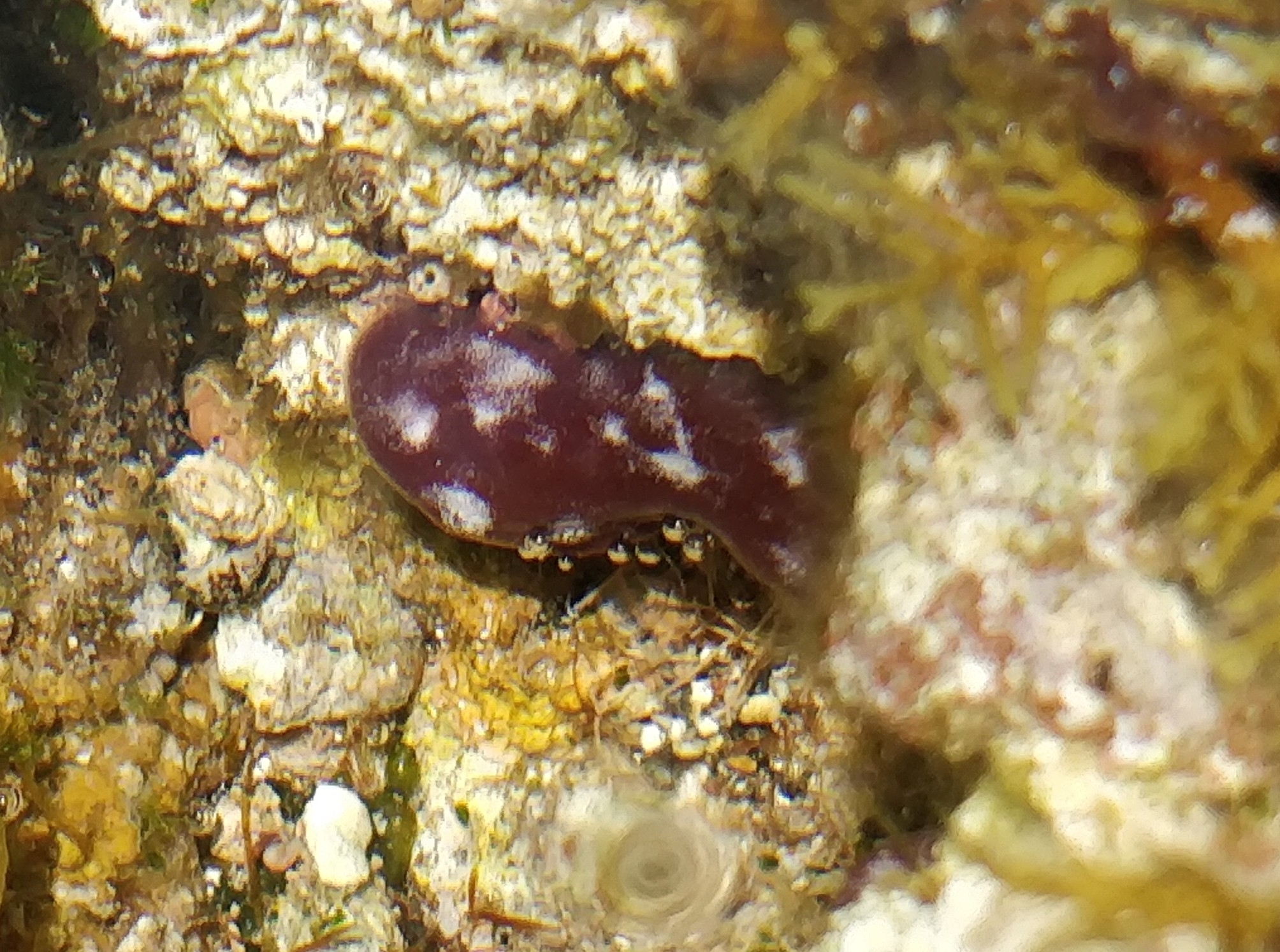 Cystodytes dellechiajei