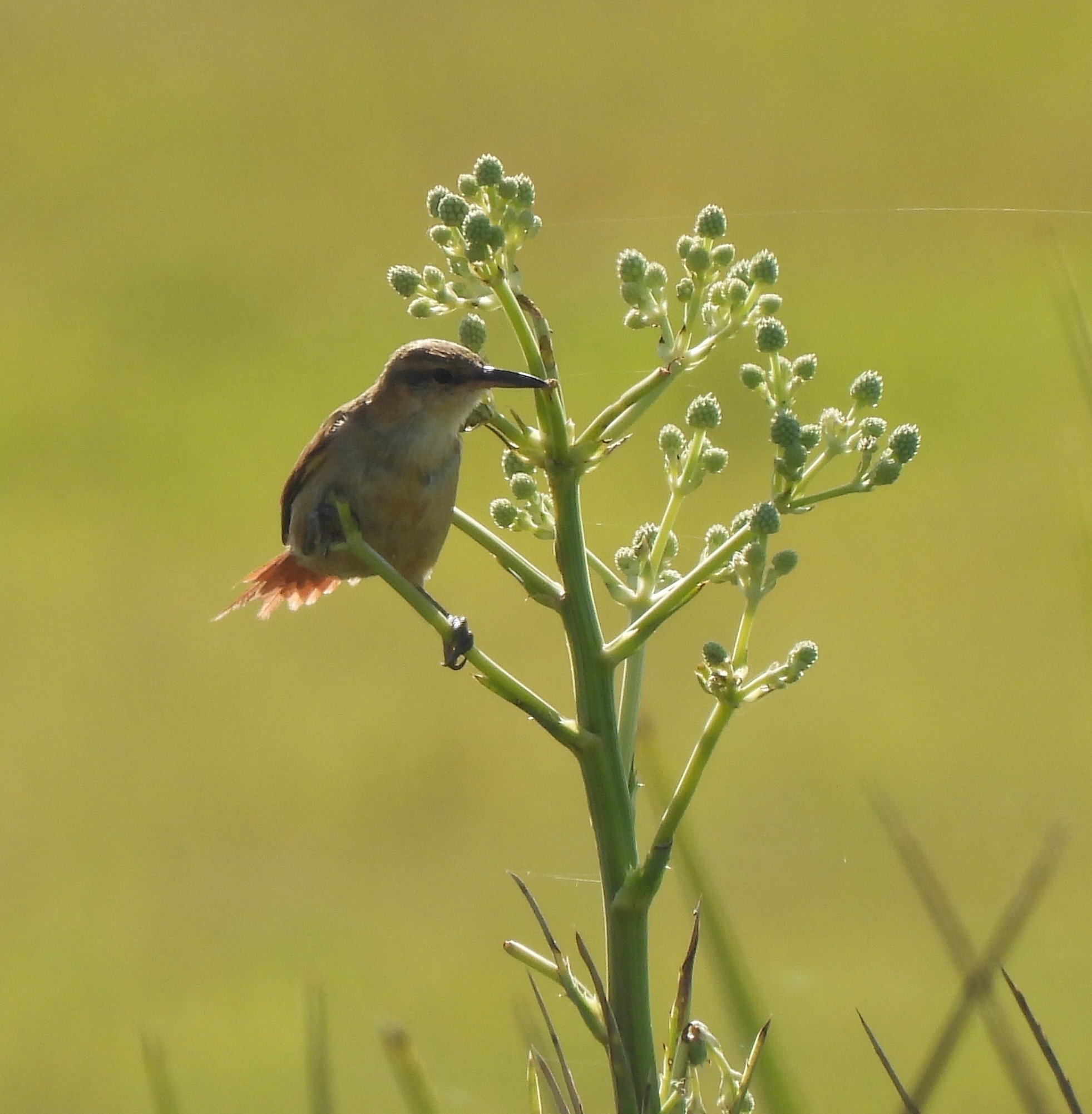 Straight-billed Reedhaunter illustration