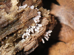 Metatrichia