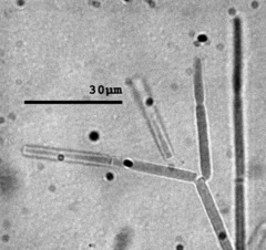 Polyscytalum ciliatum