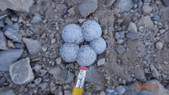 Mammillaria lasiacantha