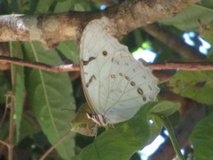 Morpho polyphemus