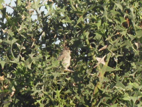 Tufted Tit-Spinetail