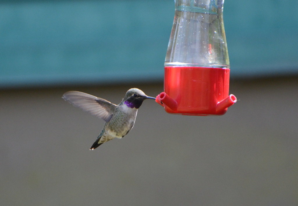 Ruby-throated and Black-chinned Hummingbirds × Anna's and Costa's Hummingbirds