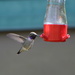 Black-chinned × Anna's Hummingbird - Photo (c) Bridget Spencer, some rights reserved (CC BY-NC), uploaded by Bridget Spencer