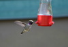 Ruby-throated and Black-chinned Hummingbirds × Anna's and Costa's Hummingbirds - Photo (c) Bridget Spencer, some rights reserved (CC BY-NC), uploaded by Bridget Spencer