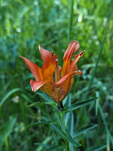 Lilium bulbiferum
