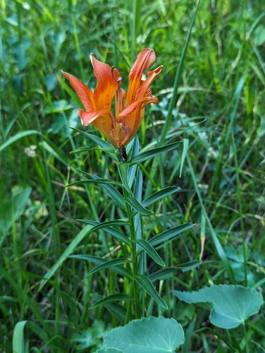 Lilium bulbiferum