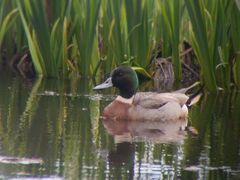 Anas platyrhynchos × acuta