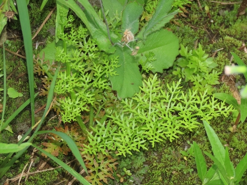 Ceratopteris thalictroides iNat (3)