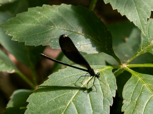 Ebony Jewelwing photographed in Minnesota