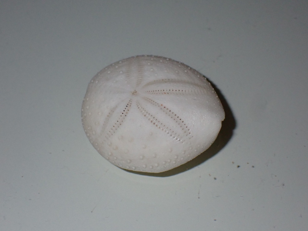 Fine-spined Heart Urchin