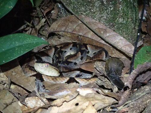 Photo of a Brazil's Lancehead (Bothrops brazili)
