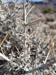 Tetradymia stenolepis