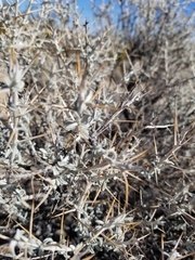 Tetradymia stenolepis