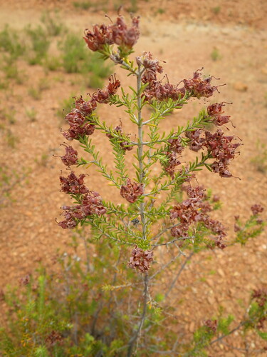 Image of Erica andevalensis by no rights reserved