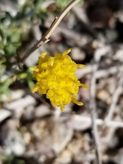 Acamptopappus sphaerocephalus