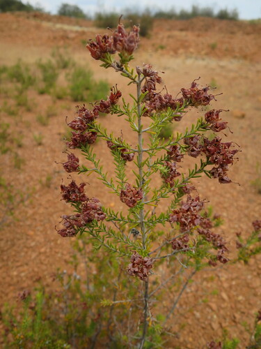 Image of Pyrite Heath (Erica andevalensis) by no rights reserved