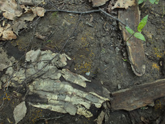 Ramsbottomia asperior