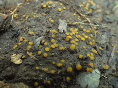 Ramsbottomia asperior