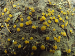 Ramsbottomia asperior