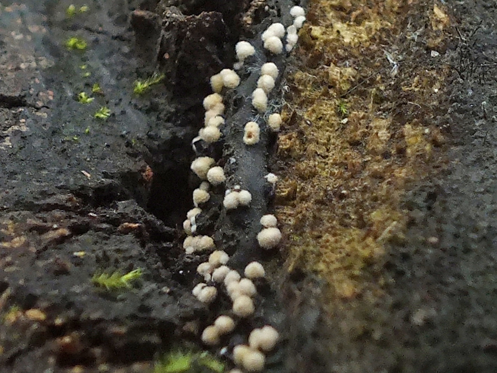 Bactridium flavum
