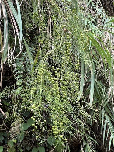 Asparagus cochinchinensis (Asparagus cochinchinensis)