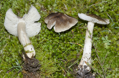 Porpoloma