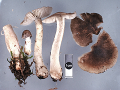 Porpoloma