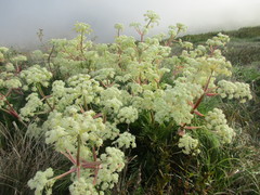 Aciphylla glacialis