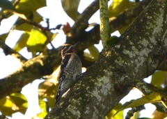 Sphyrapicus ruber × nuchalis