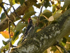 Sphyrapicus ruber × nuchalis