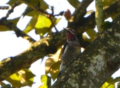 Sphyrapicus ruber × nuchalis