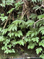 Kiwi Shen, CC BY, iNaturalist via GBIF Elatostema radicans, photograph Kiwi Shen, CC BY, iNaturalist via GBIF