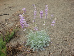 Lupinus formosus