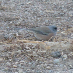 Junco hyemalis mearnsi