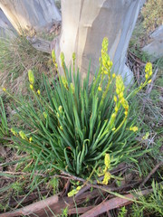 Bulbine glauca