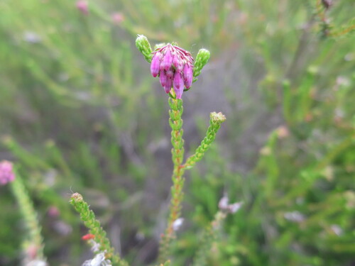 Image of Pyrite Heath (Erica andevalensis) by no rights reserved