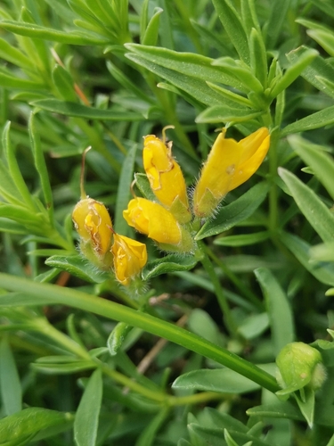 Genista sericea, photograph 4