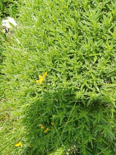 Image of Genista sericea by (c) Ljaž, some rights reserved (CC BY)