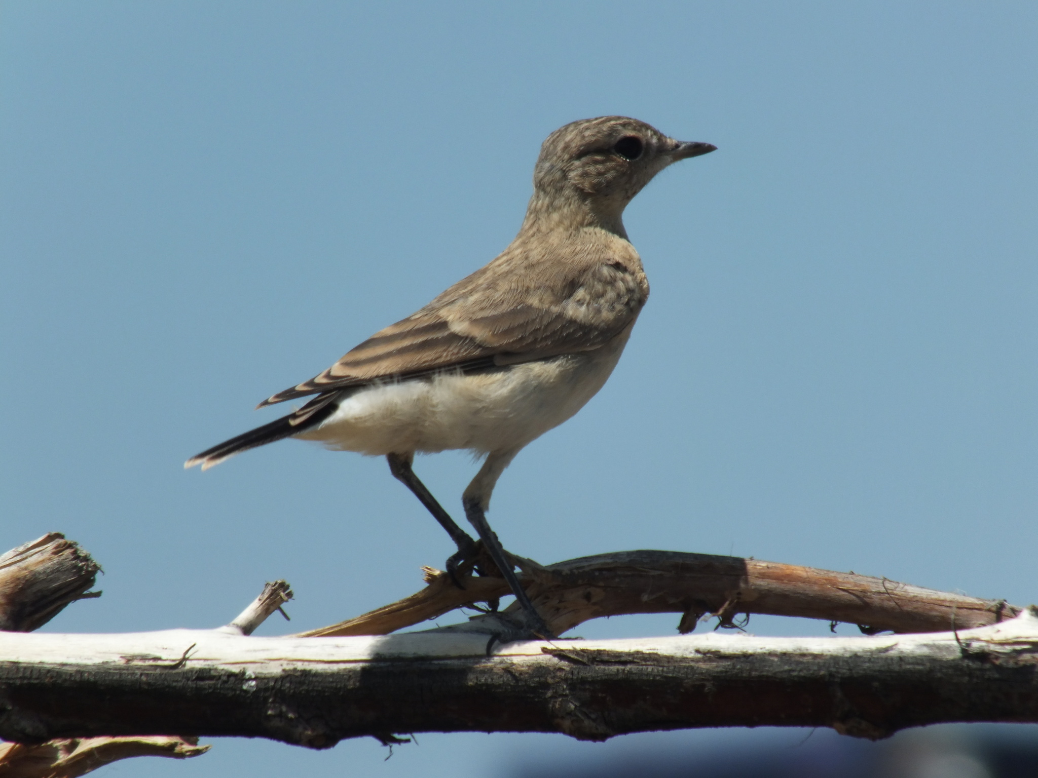 Northern Wheatear
