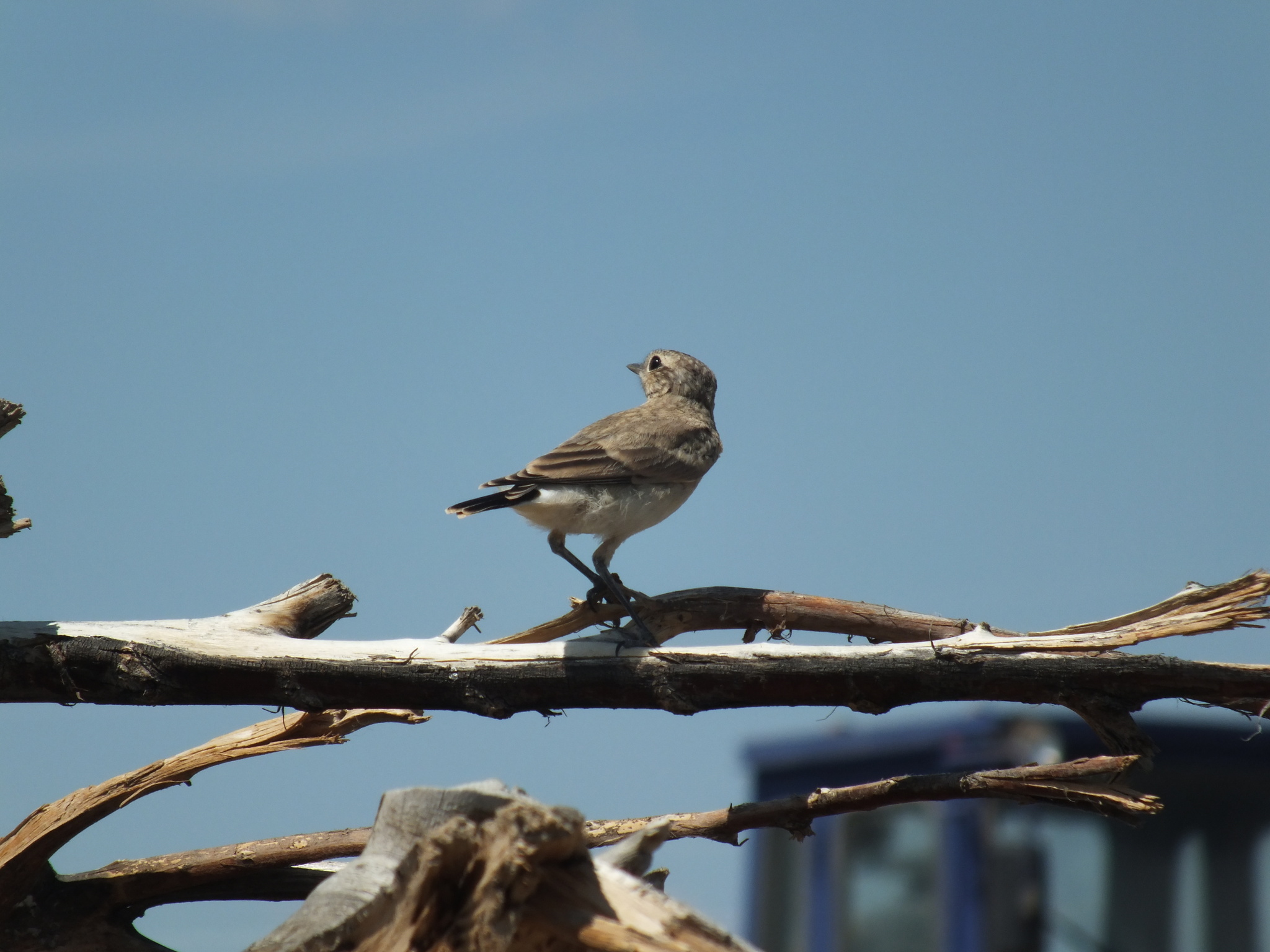 Northern Wheatear