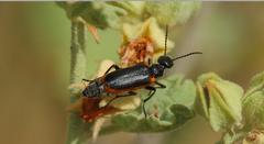 Picnoseus rubrofasciatus