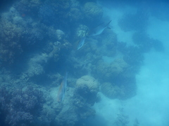 Trachinotus blochii