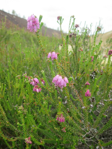 Image of Pyrite Heath (Erica andevalensis) by no rights reserved