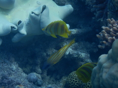 Chaetodon rainfordi
