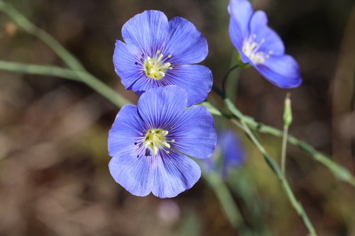 Lewis flax (Linum lewisii)